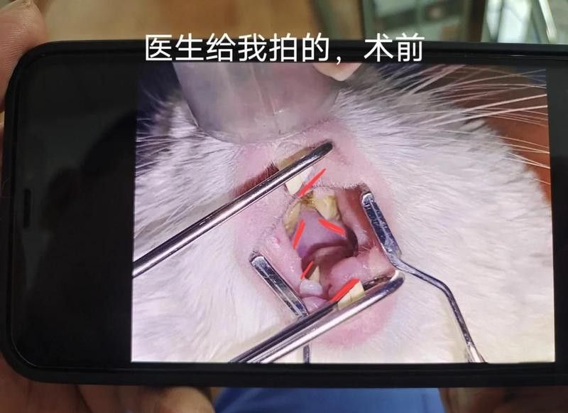 龍貓牙齒斷裂后如何護(hù)理？
