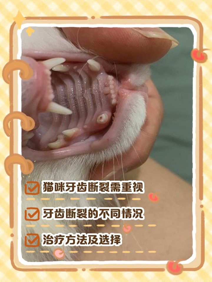 龍貓牙齒斷裂后如何護(hù)理？