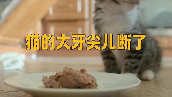 龍貓牙齒斷裂后如何護(hù)理？