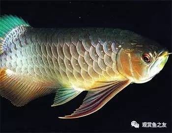 清道夫和龍魚一起養，清道夫和龍魚共養的可行性與注意事項