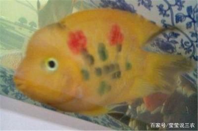 鸚鵡魚混養食物選擇技巧：鸚鵡魚混養食物種類推薦,