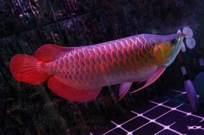 龍魚誘色用什么燈好：如何避免龍魚因燈光受傷