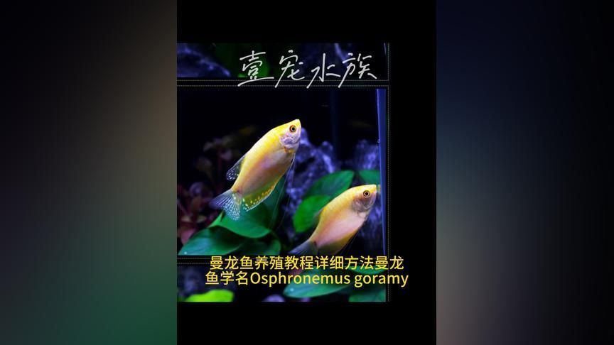 觀賞魚曼龍魚怎么養(yǎng)活(曼龍魚怎么養(yǎng)曼龍魚飼養(yǎng)方法) 龍魚百科 第2張 觀賞魚曼龍魚怎么養(yǎng)活(曼龍魚怎么養(yǎng)曼龍魚飼養(yǎng)方法) 觀賞魚曼龍魚怎么養(yǎng)活(曼龍魚怎么養(yǎng)曼龍魚飼養(yǎng)方法) 龍魚百科 第2張