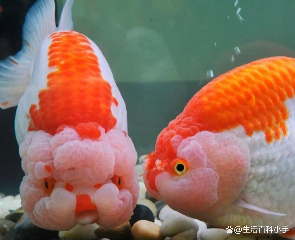 龍魚缸底游時不時曾缸底