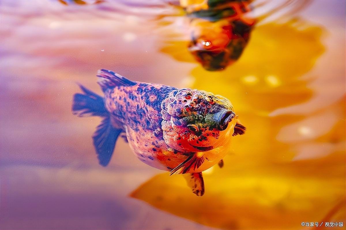 龍魚缸底游時不時曾缸底