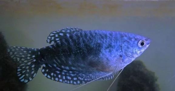 龍魚缸底游時不時曾缸底