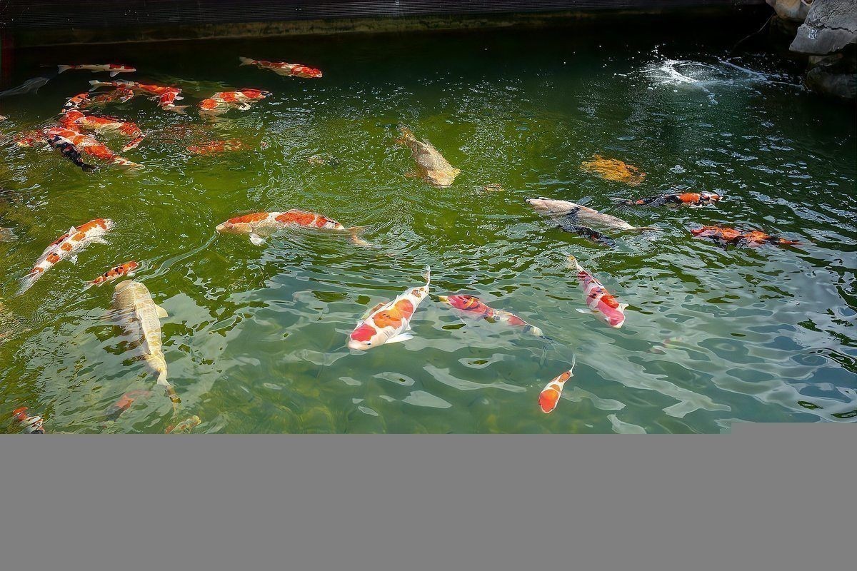 魚爛肉爛身用什么藥