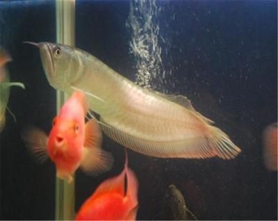 龍魚缺氧幾個小時能死：龍魚在缺氧條件下的生存時間