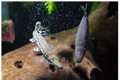 龍魚大戰鱷雀鱔，水族箱混養注意事項,如何預防鱷雀鱔攻擊行為