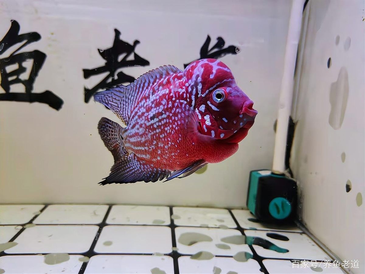 龍魚死亡與車禍幸存有關(guān)聯(lián)嗎？