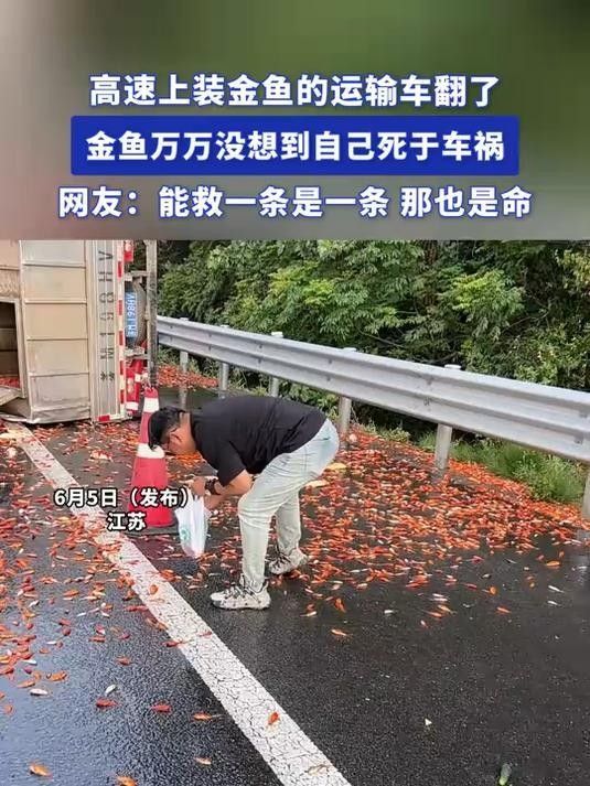 龍魚死亡與車禍幸存有關(guān)聯(lián)嗎？