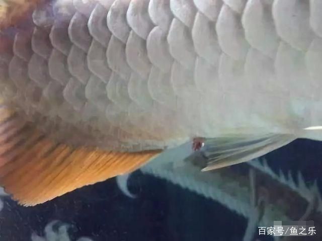 龍魚脫肛怎么治療龍魚之巔，如何治療龍魚脫肛