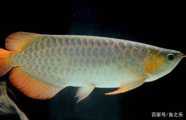 龍魚脫肛怎么治療龍魚之巔，如何治療龍魚脫肛