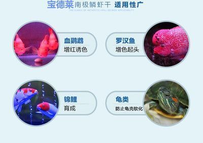 地圖魚食物鏈中的位置，地圖魚在食物鏈中是一個重要的消費者，如何飼養地圖魚的繁殖方式