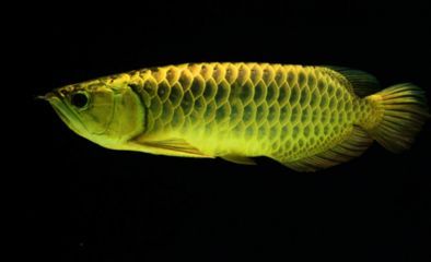 龍魚芯片的真實性問題（如何辨別龍魚的真偽）