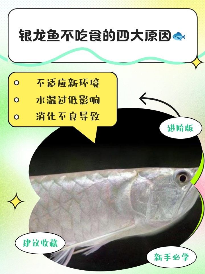 銀龍魚不吃食怎么辦還一直亂撞東西