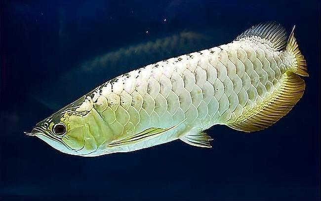 銀龍魚不吃食怎么辦還一直亂撞東西