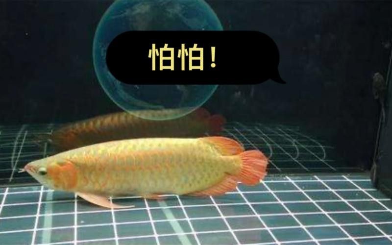 龍魚撞缸的原因預兆圖片解釋大全 龍魚撞缸的原因預兆圖片解釋大全 龍魚百科 第7張