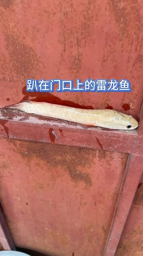 龍魚撞缸的原因預兆圖片解釋大全 龍魚撞缸的原因預兆圖片解釋大全 龍魚百科 第10張