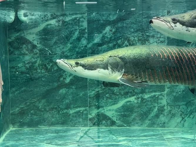 龍魚撞缸的原因預兆圖片解釋大全 龍魚撞缸的原因預兆圖片解釋大全 龍魚百科 第17張