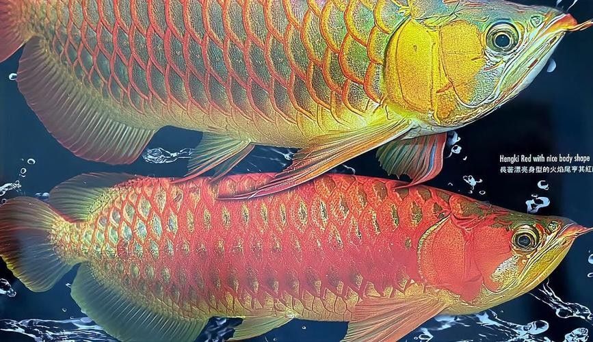 龍魚撞缸的原因預兆圖片解釋大全 龍魚撞缸的原因預兆圖片解釋大全 龍魚百科 第19張