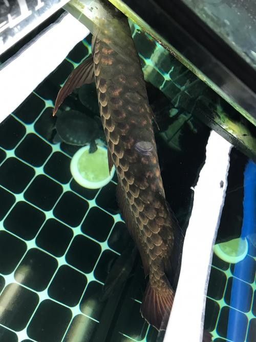 龍魚撞缸的原因預兆圖片解釋大全 龍魚撞缸的原因預兆圖片解釋大全 龍魚百科 第18張