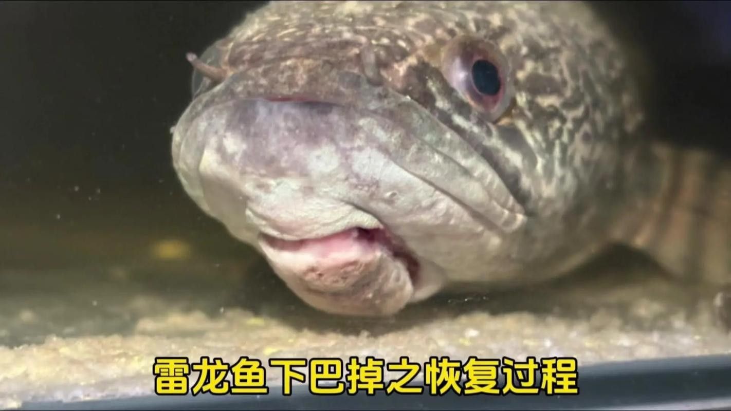龍魚撞缸的原因預兆圖片解釋大全 龍魚撞缸的原因預兆圖片解釋大全 龍魚百科 第16張