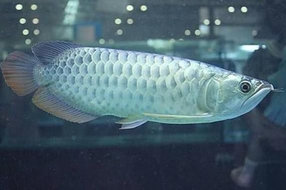 龍魚撞缸的原因預兆圖片解釋大全 龍魚撞缸的原因預兆圖片解釋大全 龍魚百科 第24張