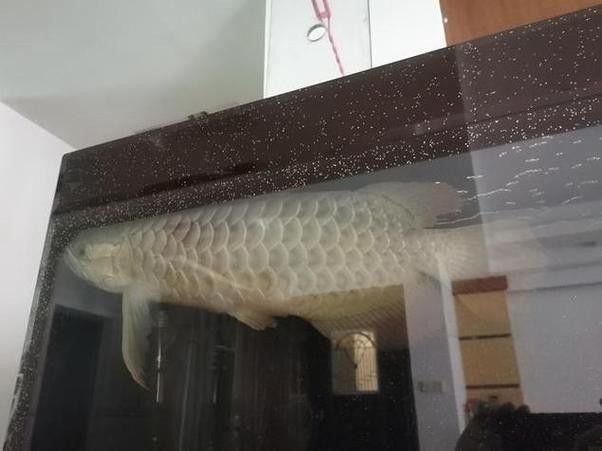 龍魚撞缸的原因預兆圖片解釋大全 龍魚撞缸的原因預兆圖片解釋大全 龍魚百科 第26張
