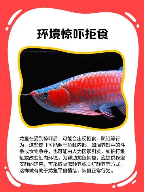 龍魚撞缸的原因預兆圖片解釋大全 龍魚撞缸的原因預兆圖片解釋大全 龍魚百科 第39張