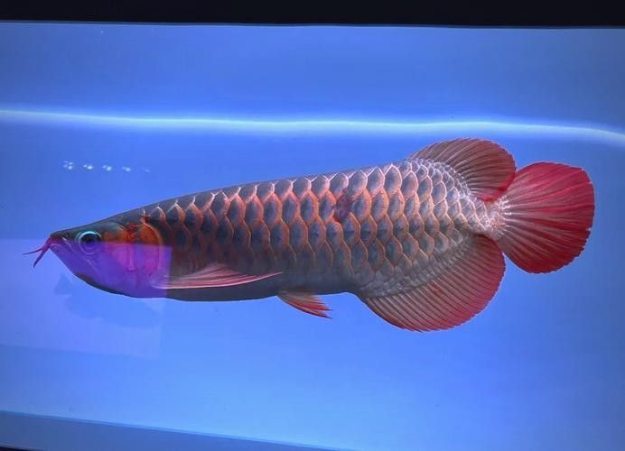 龍魚撞缸的原因預兆圖片解釋大全 龍魚撞缸的原因預兆圖片解釋大全 龍魚百科 第30張
