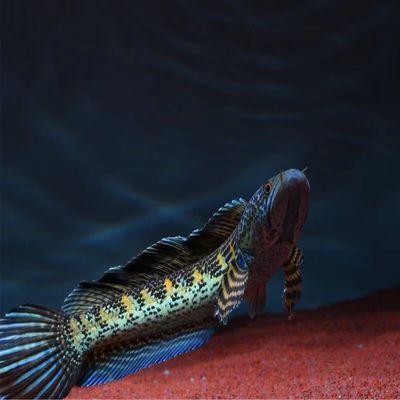 眼鏡蛇龍魚吃小魚嗎（眼鏡蛇雷龍魚會吃小魚嗎）