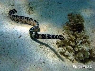 眼鏡蛇龍魚吃小魚嗎（眼鏡蛇雷龍魚會吃小魚嗎）