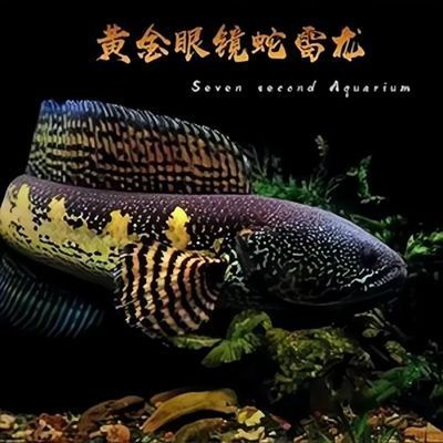 眼鏡蛇龍魚吃小魚嗎（眼鏡蛇雷龍魚會吃小魚嗎）