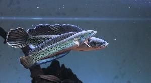 眼鏡蛇龍魚吃小魚嗎（眼鏡蛇雷龍魚會吃小魚嗎）