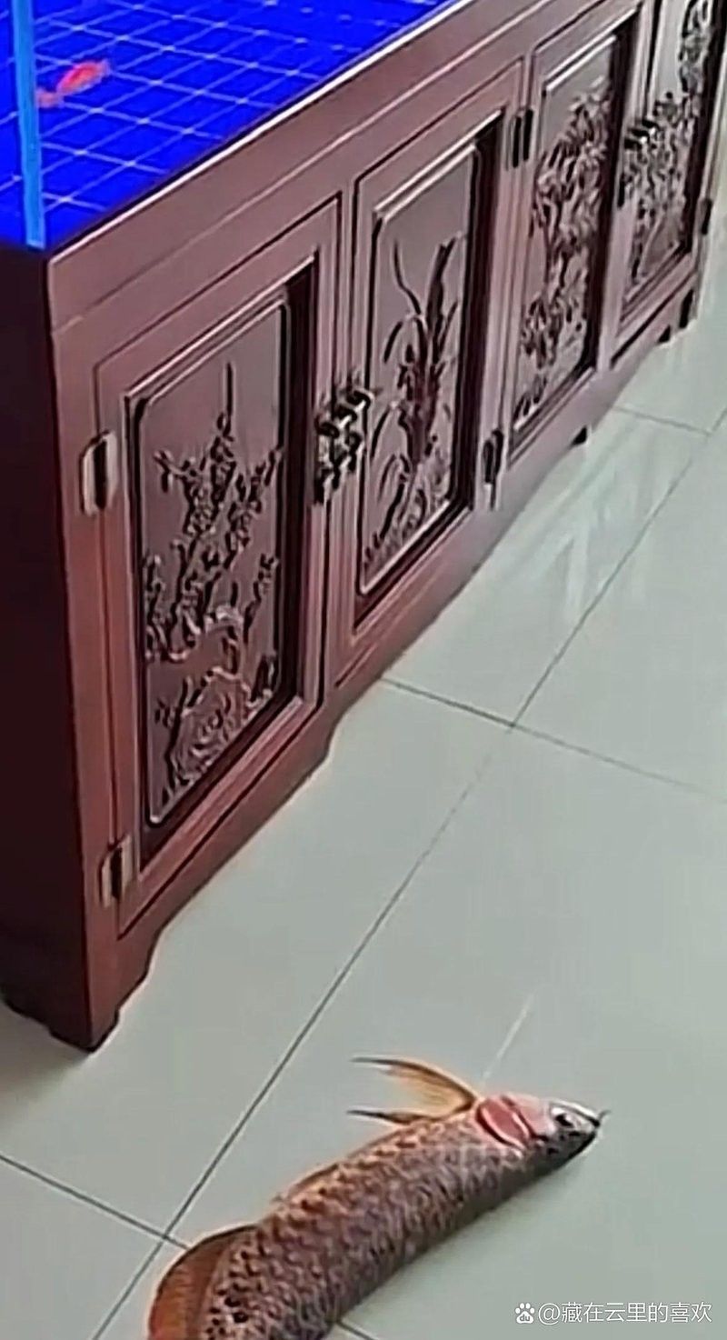 龍魚撞缸什么原因造成的死亡 龍魚撞缸什么原因造成的死亡 龍魚百科 第1張