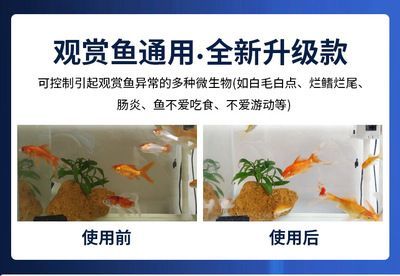 龍魚爛尾怎么治療：龍魚爛尾病的日常護理措施，龍魚爛尾病的日常護理