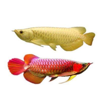 超血紅龍魚:關(guān)于超血紅龍魚的一些詳細信息 龍魚百科 第5張 超血紅龍魚:關(guān)于超血紅龍魚的一些詳細信息 超血紅龍魚:關(guān)于超血紅龍魚的一些詳細信息 龍魚百科 第5張