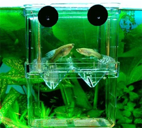 如何安裝龍魚混養的隔離板？