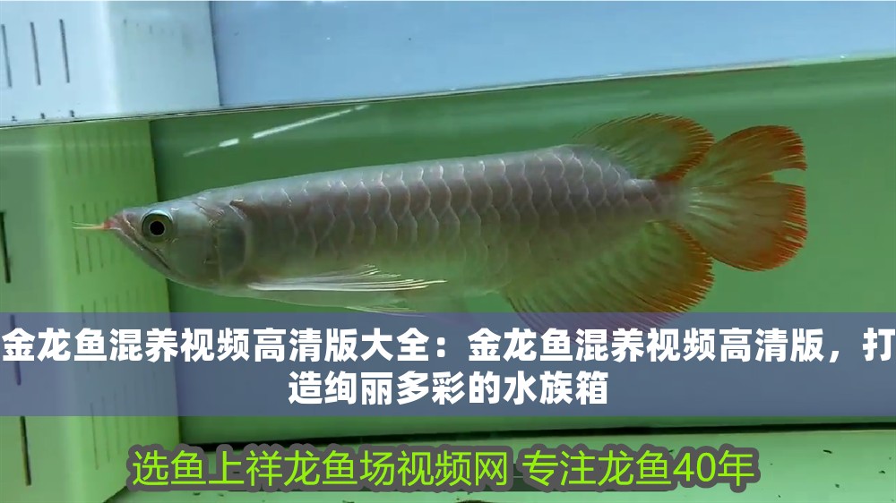 金龍魚混養(yǎng)視頻高清版大全：金龍魚混養(yǎng)視頻高清版，打造絢麗多彩的水族箱