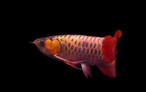 銀龍魚在魚缸里豎起來了是什么病