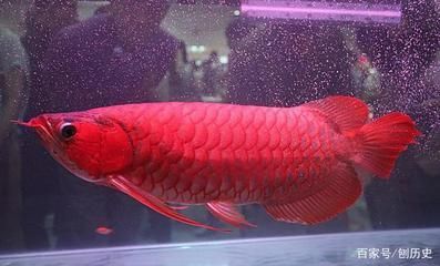 紅龍魚一般能活多久啊（紅龍魚的壽命受到了多種因素的影響）