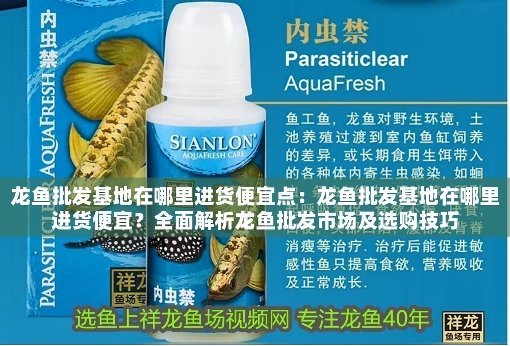 龍魚批發基地在哪里進貨便宜點：龍魚批發基地在哪里進貨便宜？全面解析龍魚批發市場及選購技巧