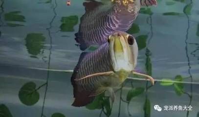 龍魚吃什么活食最好（龍魚活食選擇多樣，但要注意營養均衡和衛生問題）