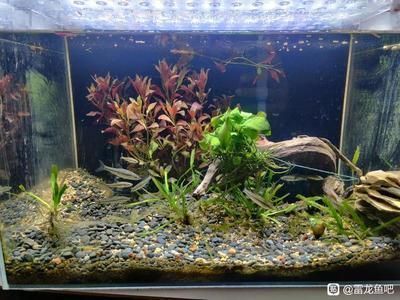 龍魚躲在角落不游動關燈正常：龍魚在遇到環境變化時，如果突然關燈，可能會表現出躲藏或不動的狀態