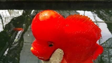 龍魚躲在角落不游動關燈正常：龍魚在遇到環境變化時，如果突然關燈，可能會表現出躲藏或不動的狀態