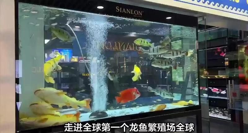 祥龍魚(yú)場(chǎng)是否有定期新聞發(fā)布？