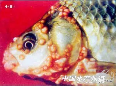 龍魚需要驅(qū)蟲嗎（龍魚驅(qū)蟲后定期進行驅(qū)蟲處理是必要的，龍魚驅(qū)蟲藥物副作用）