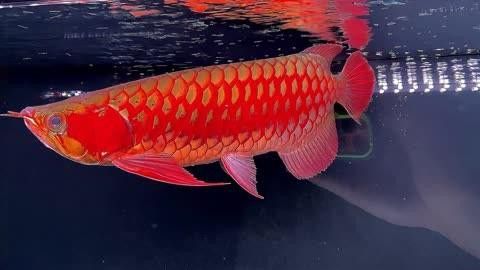 紅龍魚的市場趨勢如何