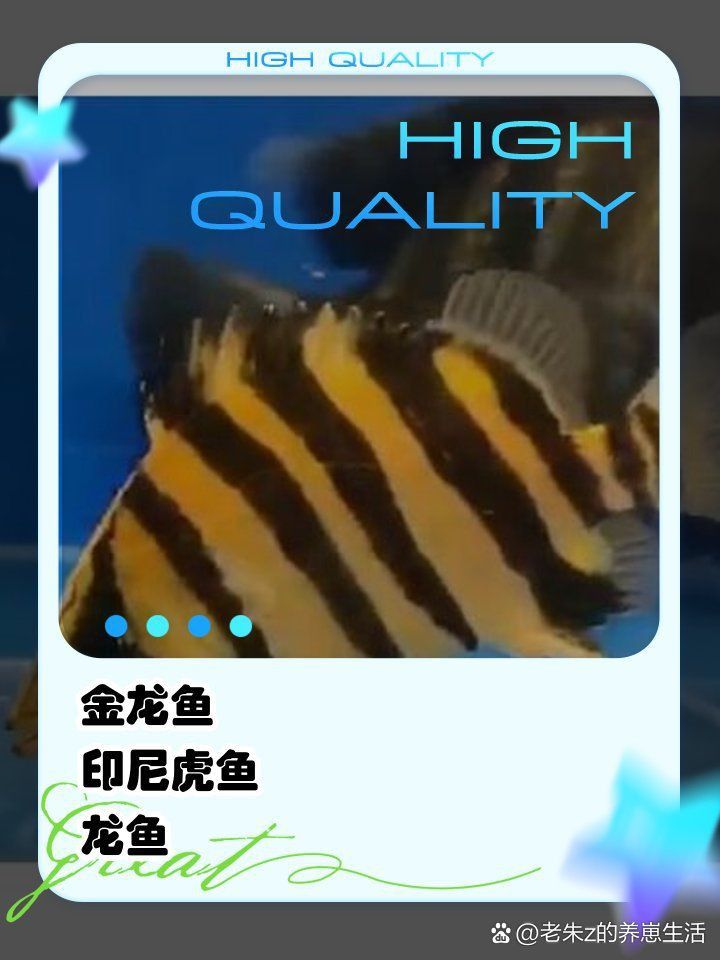 金龍能和羅漢一塊養嗎 龍魚百科 第3張 金龍能和羅漢一塊養嗎 金龍能和羅漢一塊養嗎 龍魚百科 第3張
